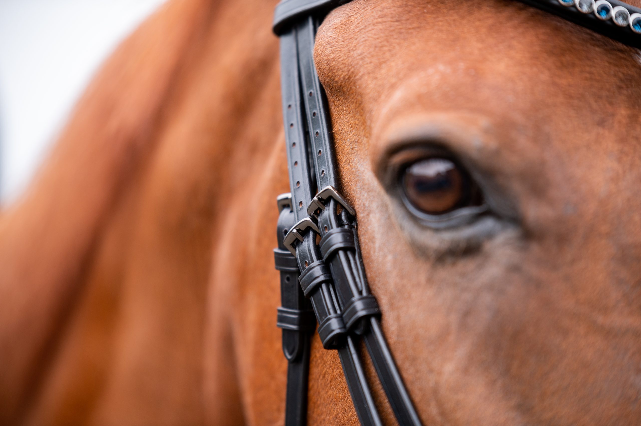 WINNER Snaffle | Patent | Black Crystal Rock Trim | FULL - Image 5