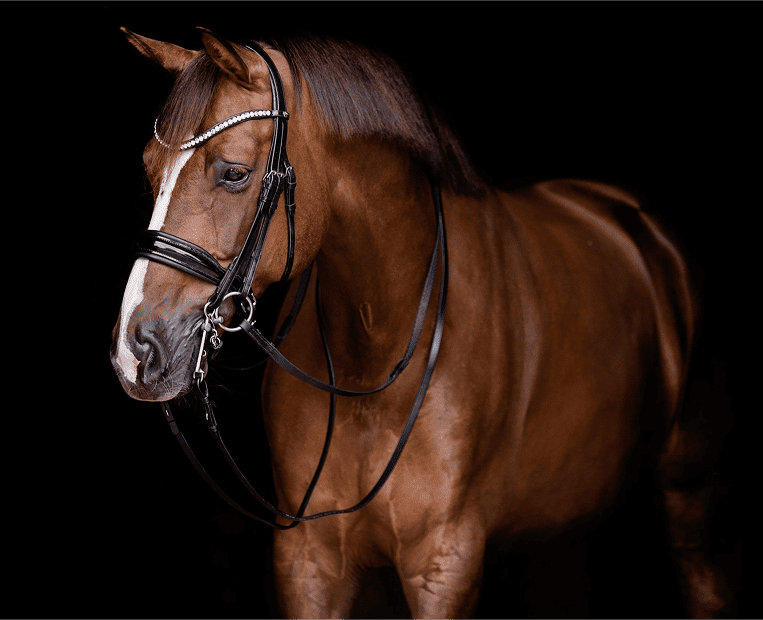 BRIDLES (1)